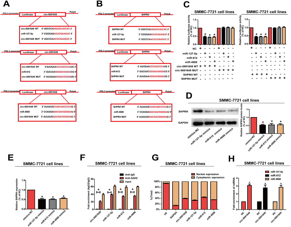 Circ-0001649 served as a sponge for miR-127-5p, miR-612 and miR-4688 to regulated SHPRH. (A, B) Circ-0001649 and SHPRH were the potential targets for miR-127-5p, miR-612 and miR-4688. (C) Luciferase activity in SMMC-7721 cells after transfection with negative control or miRNAs mimics. (D, E) Overexpression of miR-127-5p, miR-612 or miR-4688 inhibited protein and mRNA levels of SHPRH. (F) RIP assay confirmed the binding relationships. (G) MiR-127-5p, miR-612, miR-4688 and circ-0001649 were mainly distributed in cytoplasm. (H) Compared with the negative control, miR-127-5p, miR-612 and miR-4688 were pulled down and detected in the circ-0001649 biotinylated probed RNA-RNA complexes by qRT-PCR. *P