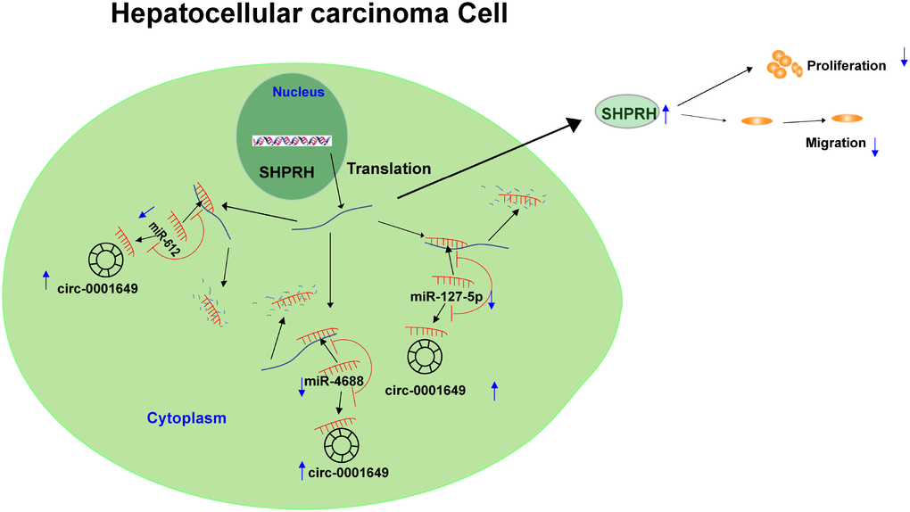 Graphical abstract of how circ-0001649 inhibits hepatocellular carcinoma progression. A schematic model of circ-0001649/miRNAs/SHPRH signaling pathway in hepatocellular carcinoma. circ-0001649 competitively binds to miR-127-5p, miR-612 and miR-4688, resulting in upregulation of SHPRH. Furthermore, upregulation of SHPRH inhibits the clonogenicity, migration and proliferation of HCC cell lines.