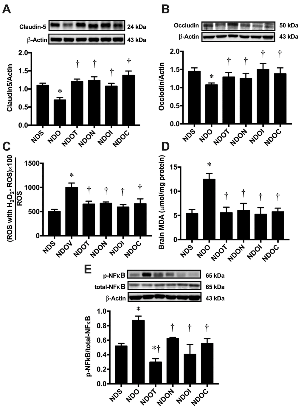 The effects of NAC, inulin and combined therapy on blood-brain barrier integrity, hippocampal oxidative stress and hippocampal inflammation in rats with Testosterone deprivation. (A) Upper panels: the representative bands of claudin-5 blotting. Lower panel: The expression of the hippocampal claudin-5 protein. (B) Upper panels: the representative bands of occludin blotting. Lower panel: The expression of hippocampal occludin protein. (C) Hippocampal oxidative stress as indicated by hippocampal ROS level. (D) Brain oxidative stress as indicated by brain MDA level. (E) Upper panels: the representative bands of p-NFĸb, total-NFĸB and actin. Lower panel: The expression of p-NFĸb per total-NFĸB ratio. NDS: rats with sham operation; NDO: rats with orchiectomy; NDOT: rats with orchiectomy receiving testosterone replacement; NDON: rats with orchiectomy receiving NAC treatment; NDOI: rats with orchiectomy receiving inulin treatment; NDOC: rats with orchiectomy receiving a combined therapy (the combination of NAC and inulin) (N=6 of each group) *p