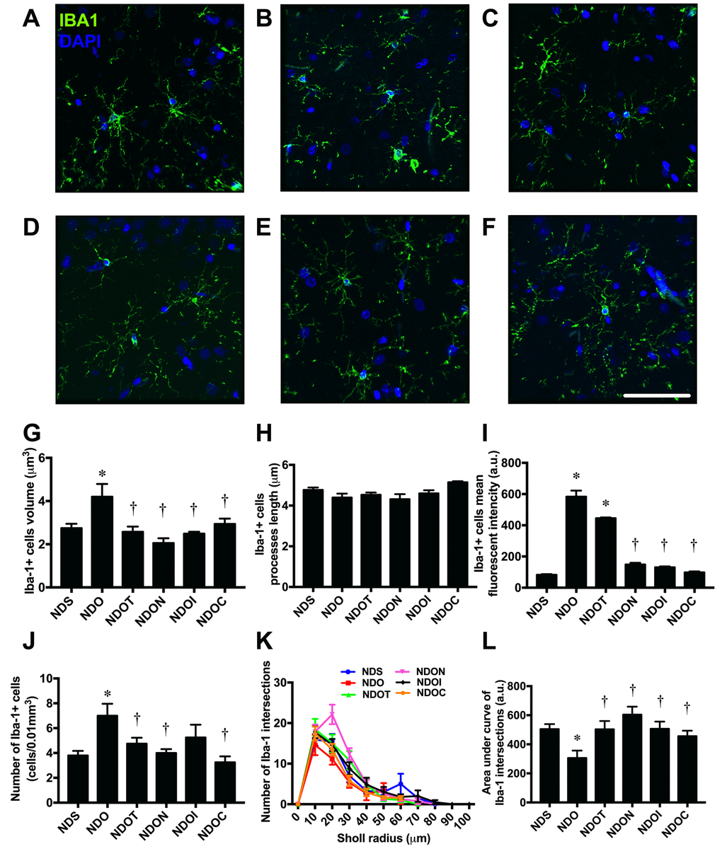 The effects of NAC, inulin and combined therapy on microglial morphology in rats with testosterone deprivation. (A-F) Representative images of Iba-1 and DAPI immunofluorescence under confocal microscopy at CA1 of the hippocampus of NDS, NDO, NDOT, NDON, NDOI, and NDOC respectively (bar = 50 𝜇m). (G) Size of microglial cells as indicated by Iba-1 positive cell volume. (H) Length of Microglial processes as indicating Iba1 positive cells processes length. (I) Mean fluorescent intensity of Iba-1 positive cells. (J) Number of microglial cell as indicated by number of Iba-1 positive cells. (K-L) The ramification the microglial cells as indicated by Sholl analysis and area under the curve of Iba-1 intersection respectively. NDS: rats with sham operation; NDO: rats with orchiectomy; NDOT: rats with orchiectomy receiving testosterone replacement; NDON: rats with orchiectomy receiving NAC treatment; NDOI: rats with orchiectomy receiving inulin treatment; NDOC: rats with orchiectomy receiving the combined therapy (the combination of NAC and inulin) (N=6 in each group) *p