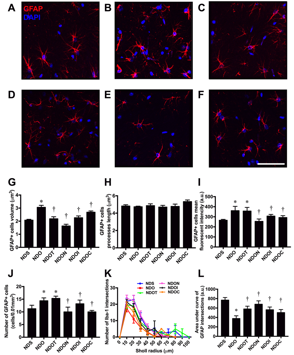 The effects of NAC, inulin and combined therapy on astrocyte morphology in rats with testosterone deprivation. (A-F) Representative images of GFAP and DAPI immunofluorescence under confocal microscopy at CA1 of the hippocampus of NDS, NDO, NDOT, NDON, NDOI, and NDOC respectively (bar = 50 𝜇m). (G) Size of astrocyte cells as indicated by GFAP positive cell volume. (H) Length of astrocyte processes as indicated by GFAP positive cells processes length. (I) Mean fluorescent intensity of GFAP positive cells. (J) Number of astrocyte cells as indicated by number of GFAP positive cells. (K-L) The ramification of astrocyte cells as indicated by Sholl analysis and area under the curve of GFAP intersection respectively. NDS: rats with sham operation; NDO: rats with orchiectomy; NDOT: rats with orchiectomy receiving testosterone replacement; NDON: rats with orchiectomy receiving NAC treatment; NDOI: rats with orchiectomy receiving inulin treatment; NDOC: rats with orchiectomy receiving the combined therapy (the combination of NAC and inulin) (N=6 of each group) *p