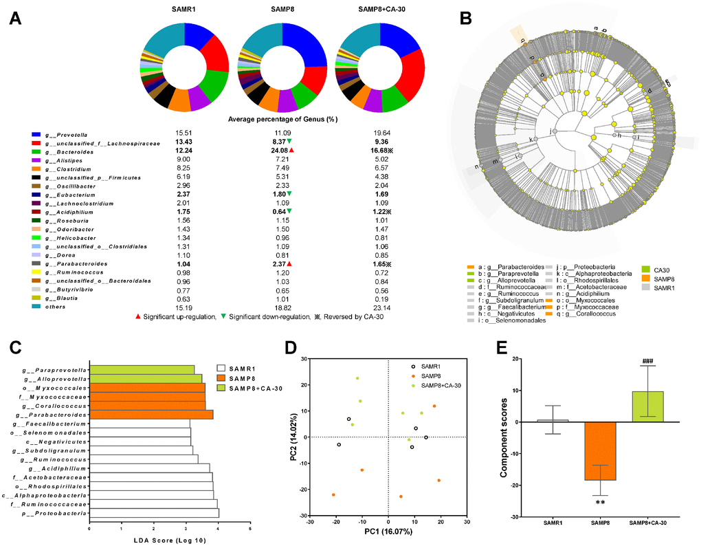 Effects of CA-30 on the abundance and diversity of gut microbiota. The relative abundance of the top 20 dominant gut bacterial genus in each group (A). The total abundance of other genera was less than 1%. ▲,▼, and ※ indicate a significant increase or decrease, respectively, in SAMP8 mice relative to SAMR1 mice, and SAMP8 mice administrated with CA-30 relative to SAMP8 mice. The enriched taxa in the gut microbiota of mice are represented in cladograms (B). The central point represents the root of the tree (bacteria), and each ring represents the next lower taxonomic level (phylum to genus). The diameter of each circle represents the relative abundance of the taxon. The most differentially abundant taxa in each group identified by linear discriminant analysis (LDA) scores generated from the Linear discriminant analysis effect size (LEfSe) analysis (C). Weighted principal component analyses (PCA) at the Genus level in each group (D) and average PCA scores (E). *PP###Pt-tests. All values are means ± S.D. n=5-6.