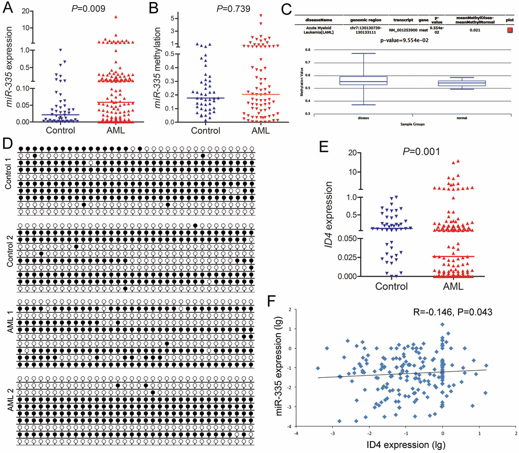 MiR-335 overexpression negatively correlated with ID4 underexpression in AML. (A) MiR-335 expression in controls and AML patients. MiR-335 expression examined by RT-qPCR was significantly upregulated in AML patients. (B) MiR-335 methylation level in controls and AML patients. MiR-335 methylation examined by RQ-MSP in AML patients was similar to controls. (C) MiR-335 methylation level in controls and AML patients obtained by bioinformatics analysis. MiR-335 promoter (CpG island) methylation level was obtained through the human disease methylation database DiseaseMeth version 2.0 (http://www.bio-bigdata.com/diseasemeth/analyze.html). (D) MiR-335 methylation density in controls and representative AML patients. MiR-335 methylation density was determined by BSP. Control 1 and Control 2 indicated two controls were similar to AML 1 and AML 2 represented two AML patients. (E) ID4 expression level in controls and AML patients. ID4 expression examined by RT-qPCR was significantly down-regulated in AML patients. (F) Correlation between miR-335 and ID4 expression in AML. A negative correlation was observed between miR-335 and ID4 expression. The correlation analysis was conducted by Spearman test.