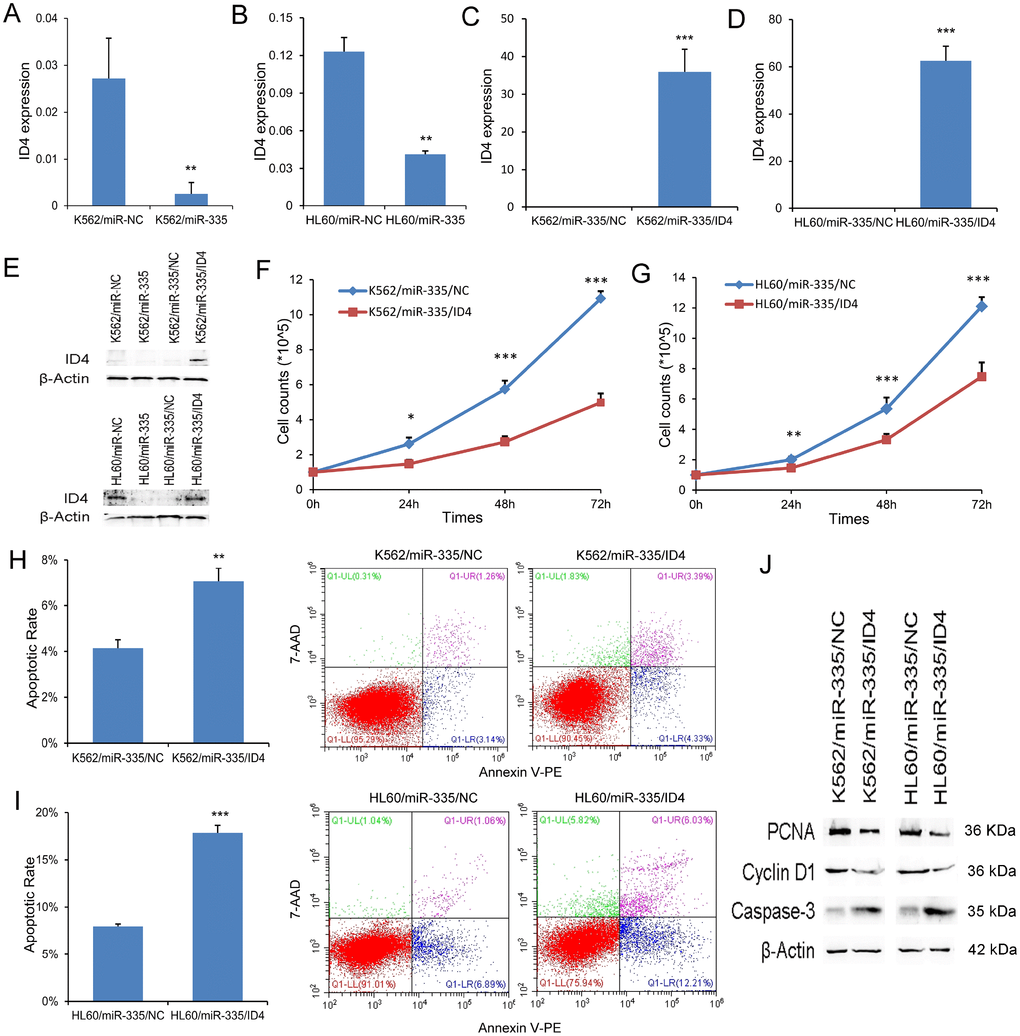 ID4 rescued the pro-leukemia effects of miR-335 in leukemic cell-lines. (A–B) ID4 mRNA expression affected by miR-335 transfection. ID4 mRNA expression was significantly reduced after miR-335 overexpression in both K562 and HL60 cell-lines. (C–D) Confirmation of ID4 mRNA expression after ID4 restoration. ID4 mRNA expression was significantly upregulated after ID4 transfection in both K562/miR-335 and HL60/miR-335 cells. (E) ID4 protein expression affected by miR-335 overexpression and ID4 restoration. ID4 protein expression was significantly reduced after miR-335 overexpression in both K562 and HL60 cell-lines, and was increased after ID4 restoration. (F–G) The effect of ID4 restoration on cell proliferation. Restoration of ID4 significantly reduced the proliferation ability in K562/miR-335 and HL60/miR-335 cells. (H–I) The effect of ID4 restoration on cell apoptosis. Restoration of ID4 significantly increased the apoptosis ratio in K562/miR-335 and HL60/miR-335 cells. (J) The expression of proliferation-related proteins (PCNA and Cyclin D1) and apoptosis-related proteins (Caspase-3) affected by ID4 restoration. The expression of proliferation-related proteins (PCNA and Cyclin D1) was decreased, whereas the apoptosis-related proteins (Caspase-3) expression was increased after ID4 restoration in K562/miR-335 and HL60/miR-335 cells. *, PPP