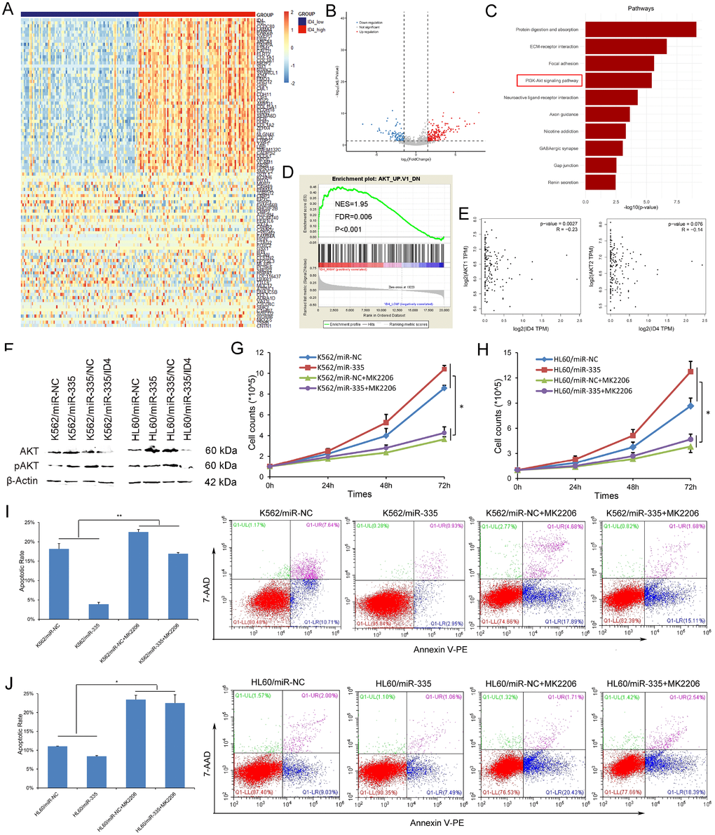 MiR-335 contributed to leukemogenesis through PI3K/Akt signaling pathway. (A) Expression heatmap of top 50 differentially expressed genes (DEGs) between ID4low and ID4high AML patients among TCGA datasets (FDRP1.5). (B) Volcano plot of DEGs. (C) Significantly enriched pathway terms of DEGs in AML. DEGs functional and signaling pathway enrichment was conducted using online website of STRING (http://string-db.org). (D) GSEA showed the significantly enriched in genes down-regulated in mouse prostate by transgenic expression of human AKT1 gene in ID4high AML. (E) The association between ID4 expression and AKT1/AKT2 expression in AML among TCGA datasets. A negative correlation was observed between ID4 and AKT1/AKT2 expression. The correlation analysis conducted through online web GEPIA (http://gepia.cancer-pku.cn/detail.php?clicktag=correlation) using Spearman test. (F) The expression of Akt and pAkt affected by miR-335 overexpression and ID4 restoration. Akt and pAkt protein expression was significantly increased after miR-335 overexpression in both K562 and HL60 cell-lines, and was decreased after ID4 restoration. (G–H) The effect of miR-335 on proliferation of K562 and HL60 cell-lines with/without Akt inhibitor MK2206 2HCL. MK2206 2HCL remarkably reversed and impaired the pro-proliferative effect in K562 and HL60 cell-lines. (I–J) The effect of miR-335 on apoptosis of K562 and HL60 cell-lines with/without Akt inhibitor MK2206 2HCL. MK2206 2HCL remarkably reversed and impaired the pro-proliferative effect in K562 and HL60 cell-lines. *, PPP