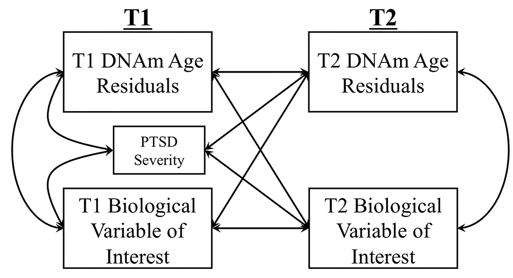 The Figure shows the cross-lagged model used to examine longitudinal associations between DNAm age residuals (Hannum or Horvath) and biological variables of interest (MetS, lab-based WBC measurement, CRP levels, CD4/CD8 T-cell ratio). Measures of each biological marker were residualized on age and sex for all analyses. DNAm age residuals at each time point were generated by regressing raw DNAm age estimates on age, sex, estimated WBCs (CD4-T, CD8-T, NK, b cells, monocytes) from the respective time point, and the top two ancestry PCs and saving the unstandardized residuals from this equation. For analyses predicting estimated CD4/CD8 ratios, DNAm age residuals were calculated by regressing raw DNAm age estimates on age, sex, and the top two ancestry PCs (but not on estimated WBCs as these were the focus of this analysis).
