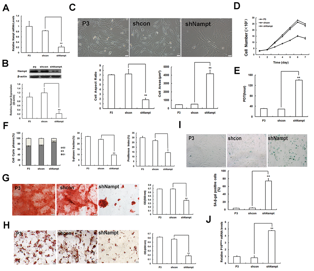 Nampt gene silencing exacerbates MSC senescence. (A) Gene expression of Nampt in young EP MSCs (P3) after Nampt knockdown as demonstrated by RT-qPCR. (B) Protein levels of Nampt as detected by western blotting. (C) Senescent morphology (scale bar = 20 μm) and quantification. (D) Logarithmic proliferation in Nampt-deficient MSCs. (E) Cell population doubling time (PDT). (F) Detection of cell cycle and analysis of both S-phase fraction (SPF) and proliferation index (PI). (G) Osteogenic differentiation of MSCs (scale bar = 50 μm). (H) Adipogenic differentiation of MSCs (scale bar = 20 μm). (I) SA-β-gal staining (scale bar = 50 μm) and quantification. (J) Gene expression of senescence-related factor p16INK4a; n = 3 independent experiments. *P **P 