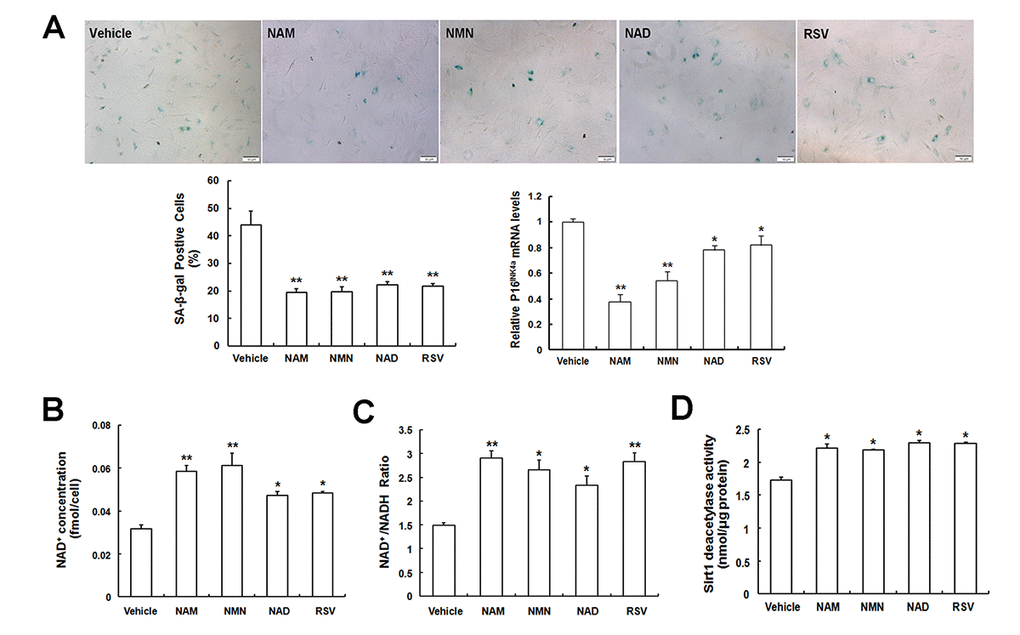 Exogenous intermediates participated in NAD+ biosynthesis ameliorates MSC replicative senescence. (A) SA-β-gal staining and p16INK4A mRNA expression of senescent LP MSCs in the presence of Vehicle (DMSO treated), 100 μM NAM, 100 μM NMN, 100 μM NAD, and 5 μM resveratrol (RSV) (scale bar = 50 μm) and quantification. (B, C, D) Effect of NAD intermediates treatment on NAD+ content (B) and NAD+/ NADH ratio (C), as well as Sirt1 deacetylase activity (D); n = 3 independent experiments. *P **P 