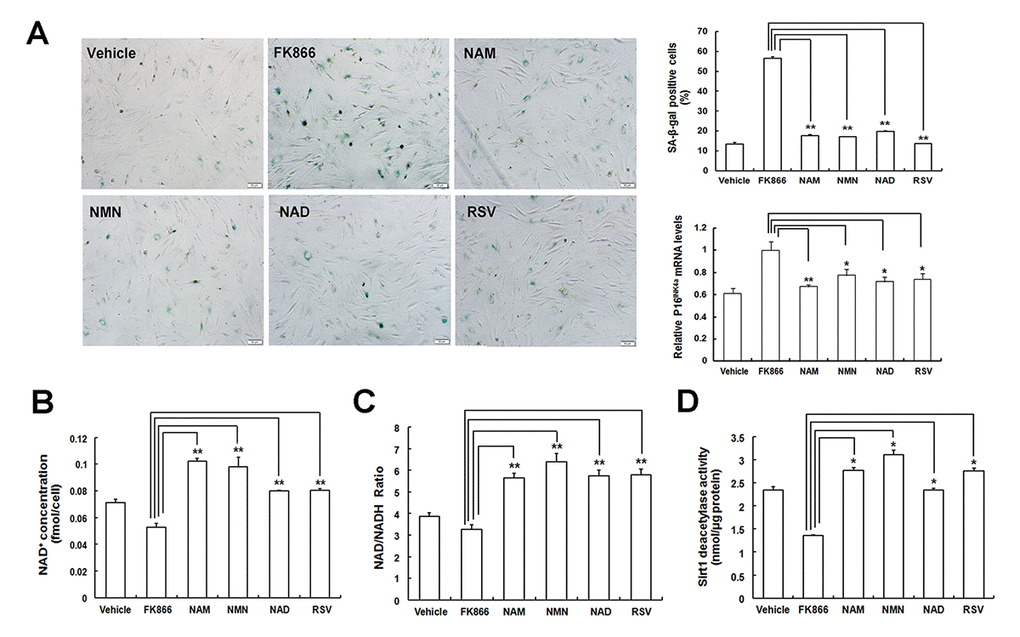NAD intermediates treatment attenuates FK866-induced MSC senescence. (A) Evaluation of SA-β-gal staining and p16INK4A expression in young EP MSCs with FK866 pre-treatment in the presence of Vehicle (DMSO treated), 100 μM NAM, 100 μM NMN, 100 μM NAD, and 5 μM RSV (scale bar = 50 μm) and the quantitative analysis of the percentages of SA-β-gal positive cells and p16INK4A mRNA expression. (B, C, D) Effect of NAD intermediates treatment on NAD+ content (B) and NAD+/ NADH ratio (C), as well as Sirt1 deacetylase activity (D) after pre-treating with FK866; n = 3 independent experiments. *P **P 