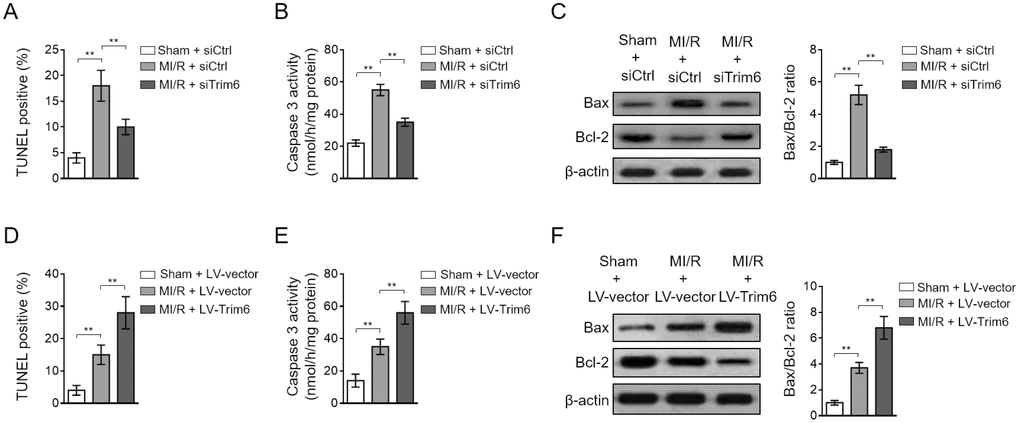 TRIM6 promotes myocardial apoptosis after MI/R injury. (A–C) The mouse heart was pre-transfected in vivo with control siRNA (siCtrl) or siRNA targeting Trim6 (siTrim6) 48 hrs before surgery. Mice were then subjected to sham surgery or experimental MI/R. Each group contained 7 mice. At 24 hrs after reperfusion, the hearts were harvested for analyses. (A) The myocardial apoptosis in the heart sections was identified by TUNEL staining. The quantitative analysis of TUNEL-positive cardiomyocytes is shown (%). (B) The caspase-3 activity of the heart was measured and expressed as nmol per hr per mg protein. (C) The protein expression of Bax and Bcl-2 was determined by Western blotting analysis. β-Actin was used a loading control. The representative images (left) and the Bax/Bcl-2 ratio relative to sham (right) are shown. (D–F) The mouse heart was pre-infected in vivo with lentivirus expressing vector control (LV-vector) or Trim6 (LV-Trim6) 48 hrs before surgery. Mice were then subjected to sham surgery or experimental MI/R. Each group contained 7 mice. At 24 hrs after reperfusion, the hearts were harvested for analyses. The myocardial apoptosis (D), caspase-3 activity (E), and Bax/Bcl-2 ratio (F) in the heart were analyzed as in (A–C). All data are expressed as mean ± SD. **, P 