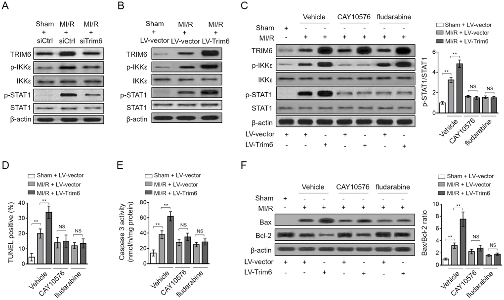 TRIM6 promotes myocardial apoptosis through inducing IKKε-mediated STAT-1 activation after MI/R injury. (A) The mouse heart was pre-transfected in vivo with control siRNA (siCtrl) or siRNA targeting Trim6 (siTrim6) 48 hrs before surgery. Mice were then subjected to sham surgery or experimental MI/R. Each group contained 7 mice. At 24 hrs after reperfusion, the hearts were harvested for analyses. The protein expression of TRIM6, p-IKKε, IKKε, p-STAT1 and STAT1 in the heart was determined by Western blotting analysis. β-Actin was used a loading control. (B) The mouse heart was pre-infected in vivo with lentivirus expressing vector control (LV-vector) or Trim6 (LV-Trim6) 48 hrs before surgery. Mice were then subjected to sham surgery or experimental MI/R. Each group contained 7 mice. At 24 hrs after reperfusion, the hearts were harvested for analyses. The protein expression of TRIM6, p-IKKε, IKKε, p-STAT1 and STAT1 in the heart was determined by Western blotting analysis. β-Actin was used a loading control. (C–F) The mouse heart was pre-infected in vivo with lentivirus expressing vector control (LV-vector) or Trim6 (LV-Trim6) in the presence or absence of CAY10576 or fludarabine 48 hrs before surgery. Mice were then subjected to sham surgery or experimental MI/R. Each group contained 7 mice. At 24 hrs after reperfusion, the hearts were harvested for analyses. (C) The protein expression of TRIM6, p-IKKε, IKKε, p-STAT1 and STAT1 in the heart was determined by Western blotting analysis. β-Actin was used a loading control. Shown here are representative images (left) and the p-STAT1/STAT1 ratio relative to sham (right). (D) The myocardial apoptosis in the heart sections was identified by TUNEL staining. The quantitative analysis of TUNEL-positive cardiomyocytes is shown (%). (E) The caspase-3 activity of the heart was measured and expressed as nmol per hr per mg protein. (F) The protein expression of Bax and Bcl-2 was determined by Western blotting analysis. β-Actin was used a loading control. The representative images (left) and the Bax/Bcl-2 ratio relative to sham (right) are shown. All data are expressed as mean ± SD (n = 7). **, P 