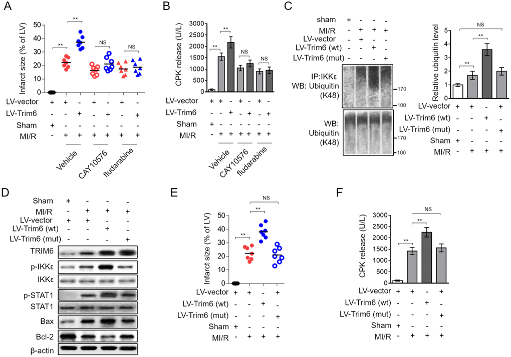 Inhibition of IKKε/STAT-1 axis abrogates the promoted MI/R injury by TRIM6 overexpression. (A–B) The mouse heart was pre-infected in vivo with lentivirus expressing vector control (LV-vector) or Trim6 (LV-Trim6) in the presence or absence of CAY10576 or fludarabine 48 hrs before surgery. Mice were then subjected to sham surgery or experimental MI/R. Each group contained 7 mice. At 24 hrs after reperfusion, the hearts were harvested for analyses. (A) The mid-myocardial cross sections of heart were stained with TTC, and the quantification of infarct size in each group (% of LV) is shown. (B) The level of serum creatine phosphokinase (CPK) from each group was measured. (C–F) The mouse heart was pre-infected in vivo with lentivirus expressing vector control (LV-vector), wild-type Trim6 (LV-Trim6-wt) or C15A RING mutant Trim6 (LV-Trim6-mut) 48 hrs before surgery. Mice were then subjected to sham surgery or experimental MI/R. Each group contained 7 mice. At 24 hrs after reperfusion, the hearts were harvested for analyses. (C) The lysates of heart tissues were co-immunoprecipitated (co-IP) by IKKε antibody. The expression of ubiquitin (K48) in the co-IP products and input samples was measured by Western blotting analysis. (D) The protein expression of TRIM6, p-IKKε, IKKε, p-STAT1, STAT1, Bax and Bcl-2 in the heart was determined by Western blotting analysis. β-Actin was used a loading control. (E) The mid-myocardial cross sections of heart were stained with TTC, and the quantification of infarct size in each group (% of LV) is shown. (F) The level of serum creatine phosphokinase (CPK) from each group was measured. The All data are expressed as mean ± SD (n = 7). **, P 