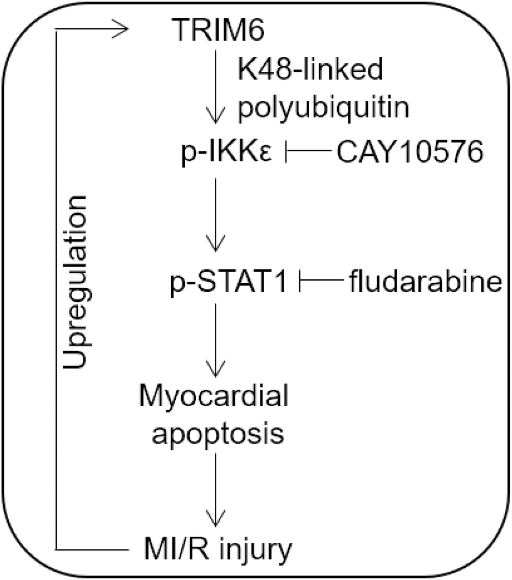Proposed model of this study. Brief schematic diagram of the interplay between TRIM6 and MI/R injury. TRIM6 induces the activation of IKKε through K48-linked polyubiquitination and further activates p-STAT1, thus promoting myocardial apoptosis and MI/R injury, which in turn leads to the upregulation of TRIM6 via an unknown mechanism.