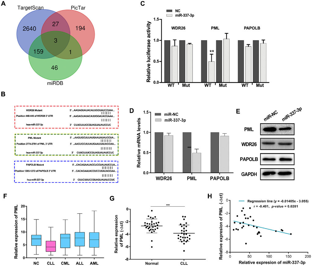 PML is a target gene of miR-337-3p. (A) Target genes were screened through overlapping websites of Targetscan (http://www.targetscan.org/vert