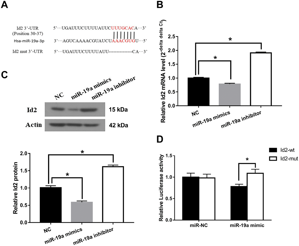 Id2 mRNA is a direct target of miR-19a. (A) The predicted fragment including binding sites were cloned into the wild-type (Id2-wt) and mutated fragment (Id2-mut). (B) miR-19a mimic inhibited the expression of Id2 mRNA in OGD neuronal cells, while miR-19a inhibitor increased its expression. (C) miR-19a mimic inhibited the expression of Id2 protein in OGD neuronal cells, while miR-19a inhibitor increased its expression. (D) Dual-luciferase report assay demonstrated that miR-19a mimic reduced the luciferase activity of Id2-wt, but not of Id2-mut.