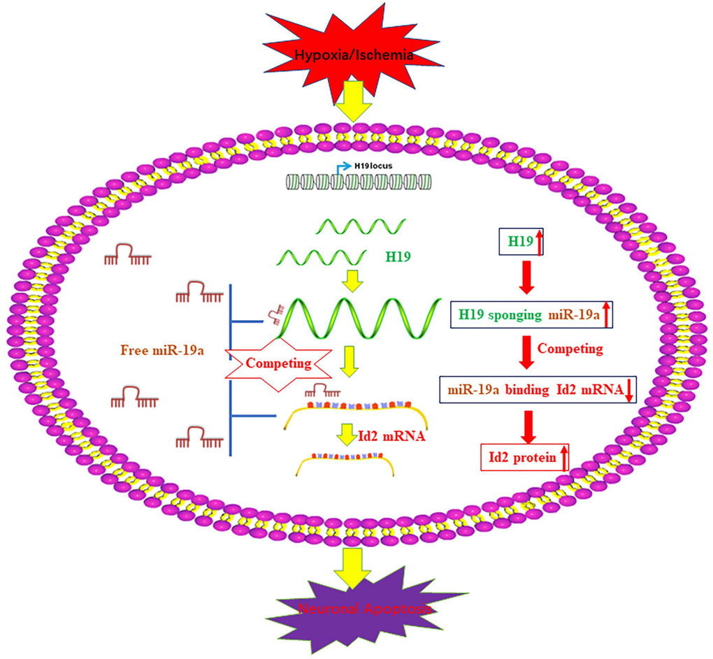 A schematic figure of the axis of H19-miR-19a-Id2. A schematic figure demonstrates the regulatory mechanism of the H19-miR-19a-Id2 axis and its role in modulating H/I-induced neuronal apoptosis.