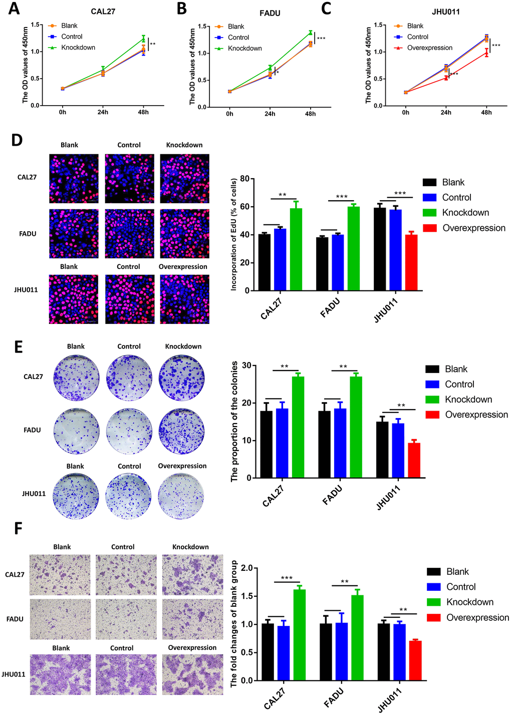 Effects of RHCG on HNSCC cell proliferation, colony formation and migration. (A–C) Cell growth of CAL27 and FADU cells after RHCG knockdown and JHU011 cells after RHCG overexpression as determined by CCK8 assay at different time points. (D) The proliferation of CAL27 and FADU cells after RHCG knockdown and JHU011 cells after RHCG overexpression was evaluated by EdU assay. Representative images for EdU-positive cells (red) and Hoechst-stained nuclei (blue) are shown. Scale bars represent 50 μm. Quantification of the percentage of EdU-positive cells is shown on the right. (E) Colony-forming growth assay was performed to determine the proliferation of CAL27 and FADU after RHCG knockdown and JHU011 cells after RHCG overexpression. Colonies were counted and calculated on the right. **P F) Transwell migration assay of migratory capacity of CAL27 and FADU after RHCG knockdown and JHU011 cells after RHCG overexpression. Data are presented as the mean ± SD of three independent experiments on the right. *P 