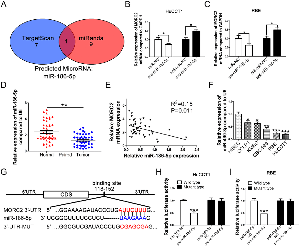 MORC2 is a direct target of miR-186-5p in CCA cells. (A) Analysis by TargetScan and miRanda target prediction algorithms revealed that the 3' UTR of MORC2 contains putative binding sites for multiple miRNAs. (B–C) qRT-PCR analysis of the expression levels of MORC2 after transfection with a miR-186-5p mimic or its inhibitor in HuCCT1 and RBE cell lines. (D) Relative expression levels of miR-186-5p in adjacent normal tissues and CCA tissues. (E) Correlation between miR-186-5p expression and MORC2 expression in clinical samples. (F) Expression levels of miR-186-5p in indicated CCA cell lines. (G) Schematic representation of potential binding sites of miR-186-5p with WT or Mut MORC2. (H–I) Luciferase activity of WT or Mut MORC2 after cotransfection of a luciferase construct fused with the wild-type or site mutant 3′-UTR of MORC2 and pre-miR-186-5p or miR-NC. All experiments were performed in triplicate, ***P 