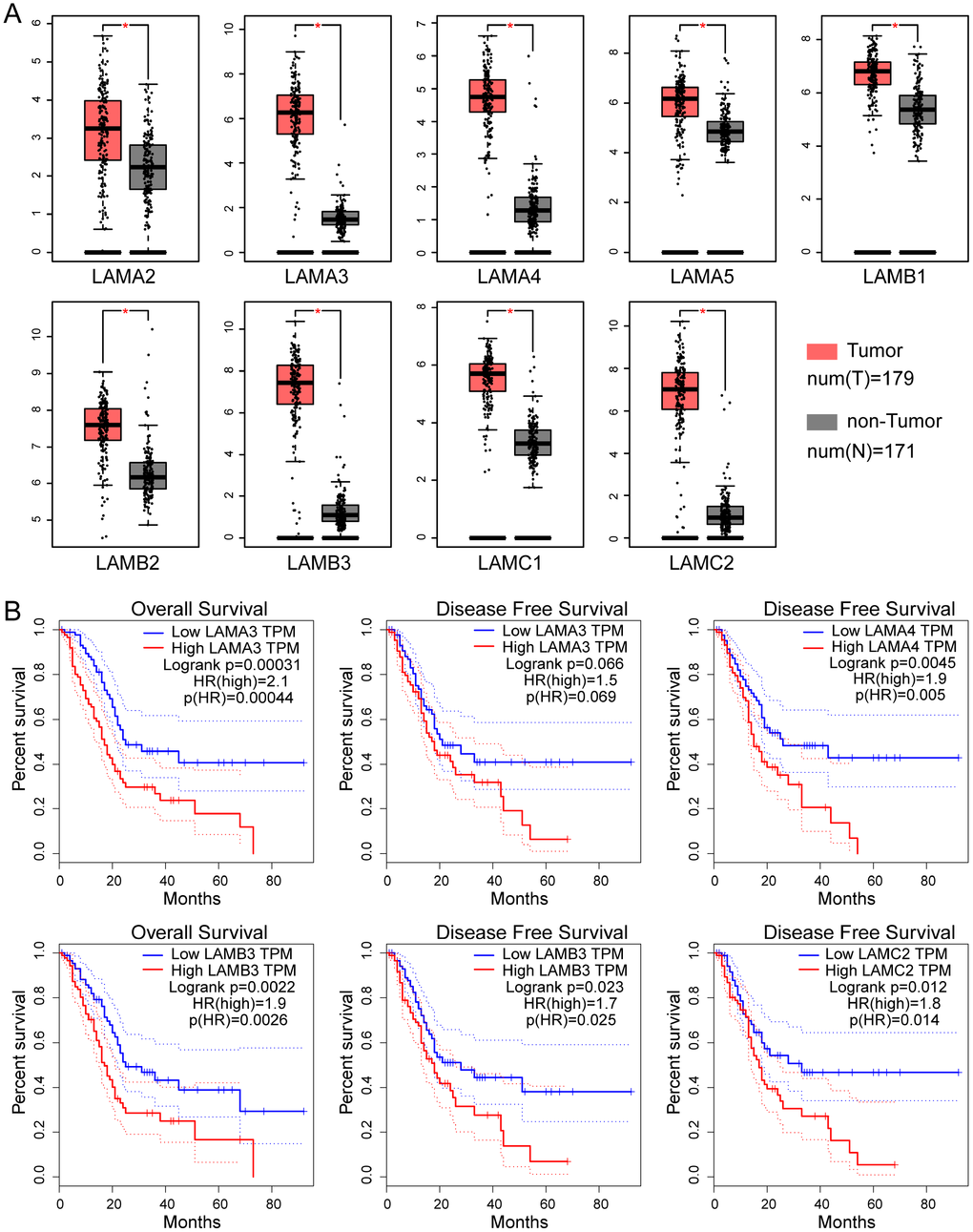 Expression and survival analysis of the laminin gene family in TCGA PAAD cohort. (A) Differential expression of genes of the laminin family in pancreatic cancer and non-tumor tissues. The red asterisk indicates that the difference is statistically significant (pB) Kaplan–Meier survival curves of the OS and DFS for high and low laminin gene expression groups, depicted using GEPIA. The cutoff value was set at median expression. The dotted line indicates a 95% confidence interval.