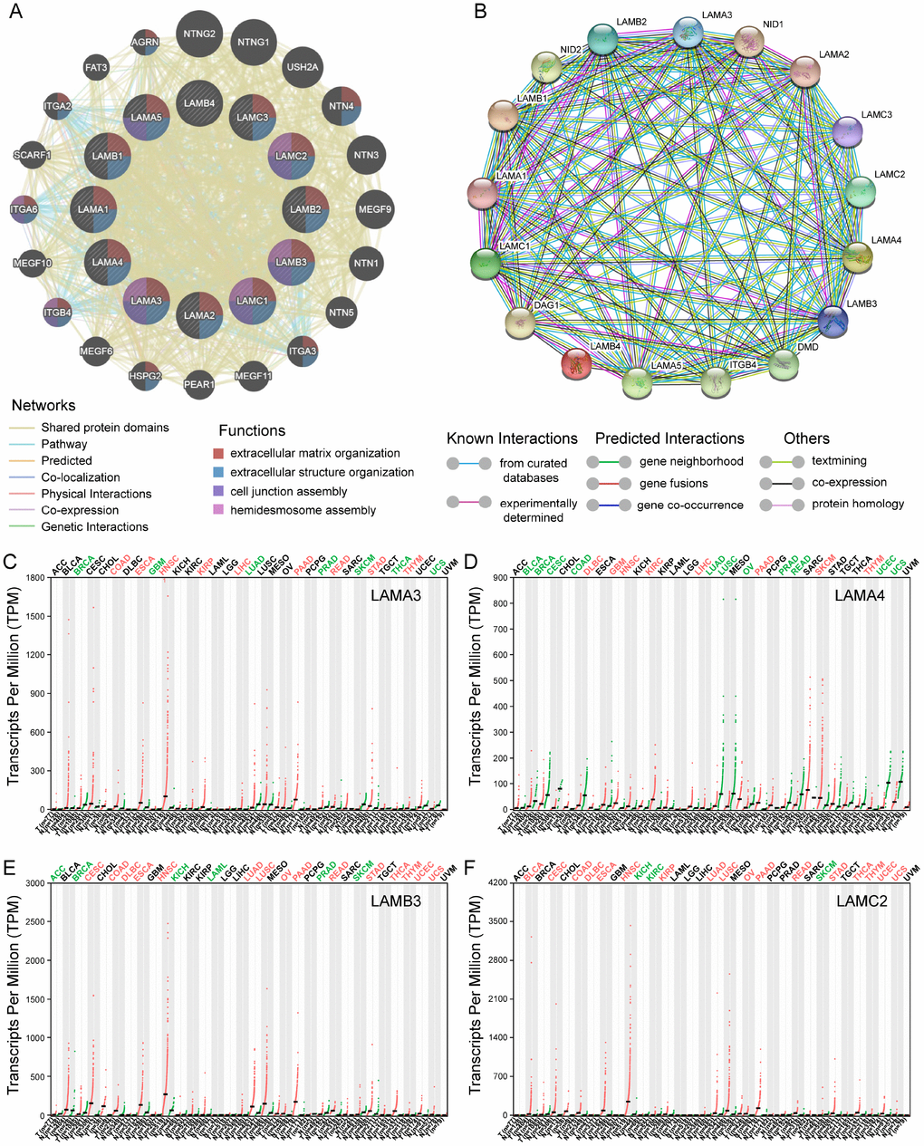 Gene-gene interaction and protein-protein interaction network of genes of the laminin family, and differential expression of laminin genes in various tumor and non-tumor tissues. (A) The gene network associated with the laminin gene family, drawn using GeneMANIA. The colored patches on the circle indicate the function of the gene. (B) A network diagram of interactions between proteins encoded by genes of the laminin family, drawn using STRING. (C–F) The difference in expression of LAMA3, LAMA4, LAMB3 and LAMC2 in various tissues in TCGA, drawn using GEPIA. Green color indicates that the gene is downregulated, whereas red color indicates upregulation of the gene.
