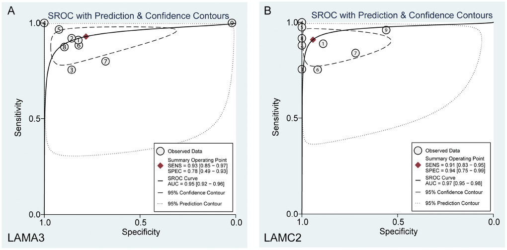 Summary ROC curve of (A) LAMA3 and (B) LAMC2 in GEO PDAC patients.