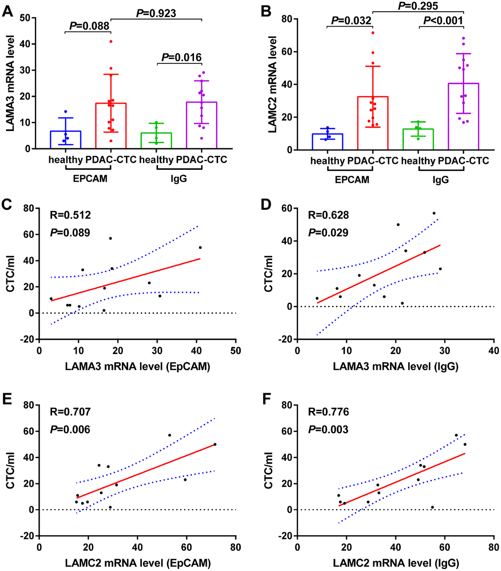 Expression levels of (A) LAMA3 and (B) LAMC2 in heathy donor and PDAC Circulating tumor cells (CTCs) and the relationship between (C–D) LAMA3 and (E–F) LAMC2 expression and CTC number in PDAC patients as processed using EpCAM and IgG CTC–Chip.