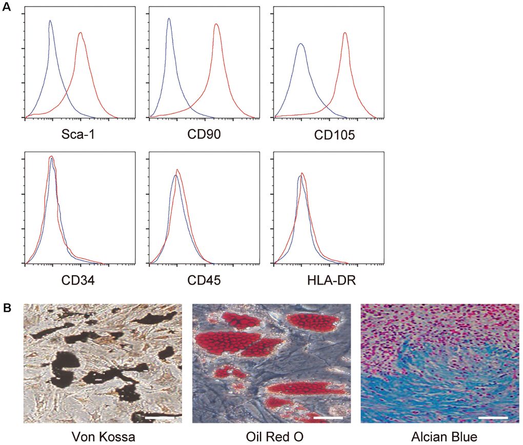 Confirmation of MSC properties. (A) Mouse MSC surface markers (Sca-1, CD90, CD105, CD34, CD45 and HLA-DR) were examined by flow cytometry. Y-axis is the number of the cells, and the large scale is 105. X-axis is the level of the examined gene, and the large scale is a relative density value. (B) Differentiation assay for MSCs into osteocytes followed by Von kossa staining (left), into adipocytes followed by Oil red O staining (middle), and into chondrocytes followed by alcian blue staining (right). N=5. Scale bars are 50 μm.