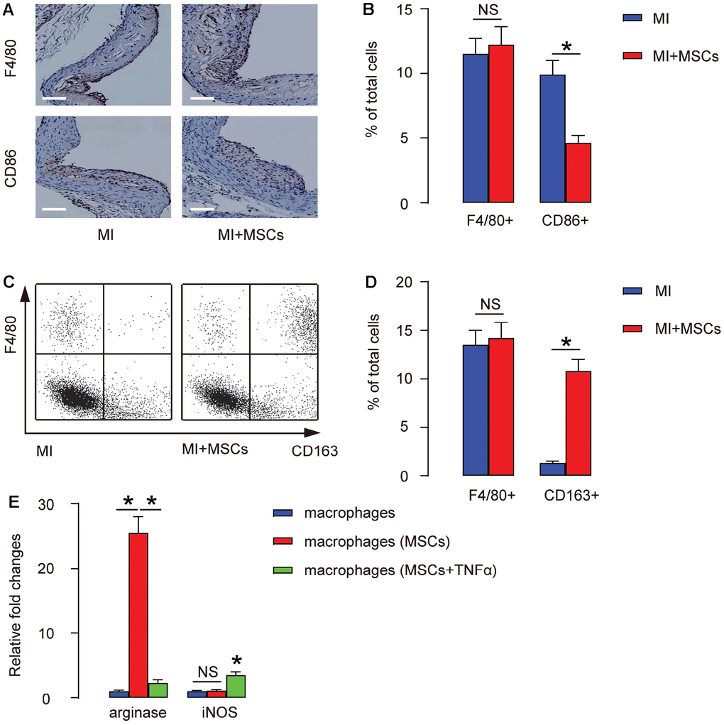 Transplantation of MSCs induces M2-polarization of macrophages. (A–B) MSCs were transplanted into MI mouse model for 4 weeks, followed by immunostaining for F4/80, a pan-macrophage marker, or CD86, a M1-specific macrophage marker, in the injured heart, shown by representative images (A), and by quantification (B). (C–D) The injured heart at 4 weeks after transplantation was digested, and the dissociated cells were analyzed by F4/80 and CD163, a M2-specific macrophage marker, shown by representative flow charts (C), and by quantification (D). Y-axis is F4/80 staining, and the X-axis is CD163 staining. (E) ELISA for arginase and iNOS in cultured macrophages, with/without presence of MSCs, and with/without presence of TNF-α. *p