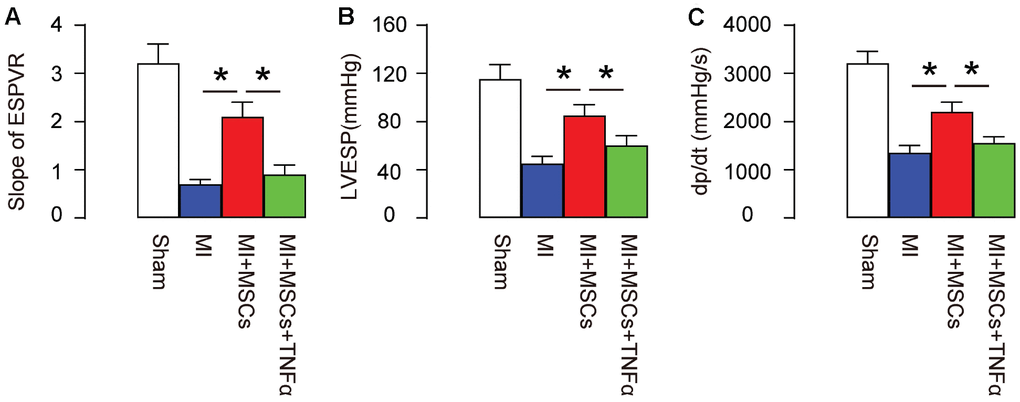 MSC-induced M2-polarization of macrophages is essential for protection of heart function in MI-mice. In order to evaluate the function of MSC-induced M2-polarization of macrophages in MI-mice, we set up 4 groups of mice. Group 1, mice received sham surgery and injection of saline (Sham). Group 2, mice received MI surgery and injection of saline (MI). Group 3, mice received MI surgery and injection of MSCs (MI+MSCs). Group 4, mice received MI surgery, injection of MSCs and injection of TNF-α, which helps to maintain a M1-phenotype of macrophages (MI+MSCs+ TNF-α). Four weeks after MI/MSCs/TNF-α treatment, the mouse heart function was assessed using ventricular catheterization. (A) End systolic pressure-volume relationship (ESPVR) (B) left ventricular end systolic pressure (LVESP) (C) Positive maximal pressure derivative (+dP/dt). *p