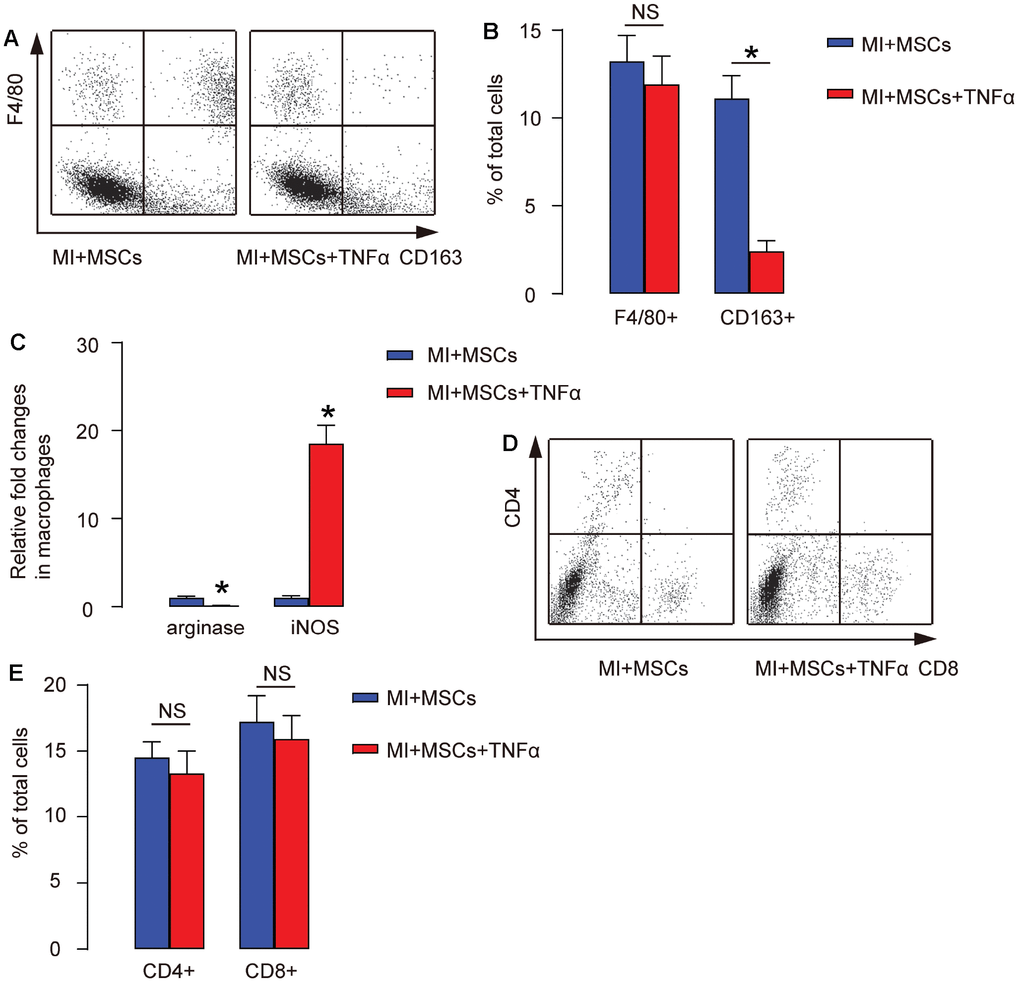 Injection of TNF-α antagonizes MSC-induced M2-polarization of macrophages in MI-mice. (A–D) The injured heart at 4 weeks after transplantation was digested, and the dissociated cells were analyzed by F4/80 and CD163, shown by representative flow charts (A), by quantification (B), and by ELISA for arginase and iNOS (C), or analyzed by CD4 and CD8, shown by representative flow charts (D), and by quantification (E). In panel A, Y-axis is F4/80 staining, and the X-axis is CD163 staining. In panel C, Y-axis is CD4 staining, and the X-axis is CD8 staining. *p