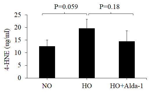 Activation of ALDH2 diminishes hyperoxia-induced 4-HNE accumulation in lung vascular endothelial cells. HMVEC were cultured in three different conditions: NO (normoxia), HO (48 hrs of hyperoxia) or HO+Alda-1 (Alda-1 pretreatment followed by 48 hrs of hyperoxia). Whole cell lysates (50 µg protein equivalent) were subjected to ELISA to evaluate the amount of 4-HNE content. The results are shown in mean ± SEM (n=3). Data presented are representative of three independent experiments.