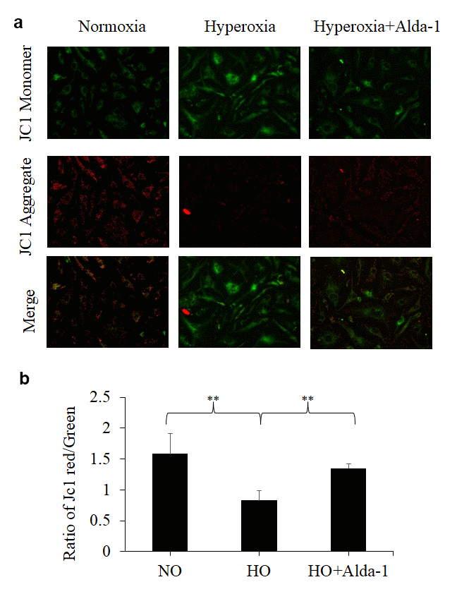ALDH2 activation protects lung vascular endothelial cells against hyperoxia-induced mitochondrial membrane damage. (a) HMVEC cultured under different conditions (normoxia, 48 hrs of hyperoxia, or Alda-1 pretreatment followed by 48 hrs of hyperoxia) were subjected to JC-1 staining (magnification=200x). (b) Fluorescence intensities of green and red signals were quantified for each image using ImageJ software. The calculated ratios of red to green signals were expressed in arbitrary units. The results are shown in mean ± SEM (n=3). Data presented are representative of three independent experiments.