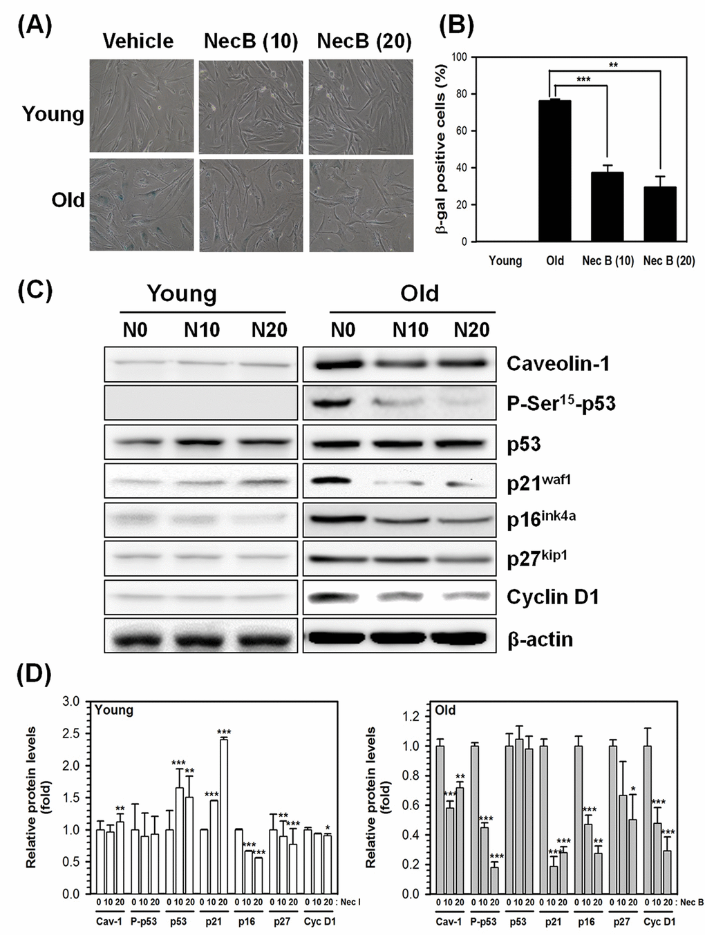 NecB treatment reduced SA-β-gal activity and senescence marker expression in old HDFs. (A) Young (Y) and old (O) HDFs were treated with vehicle or 10−20 μg/mL NecB for 2 days and stained with X-gal to examine the activity of SA-β-gal. The stained cells were photographed under an inverted microscope (100× magnification). (B) The number of SA-β-gal-stained cells in A was counted and its percentage was plotted as the mean ± SEM. **P C) The protein levels in vehicle-treated (N0), 10 and 20 μg/mL NecB-treated (N10 and N20, respectively) young and old HDFs were compared by western blot analysis for senescence markers, including caveolin-1, P-Ser15-p53, p53, p21waf1, p16ink4a, p27kip1, and cyclin D1. β-actin was used as an internal control. (D) The band density was examined by densitometry and normalized to β-actin. The relative protein levels were calculated and plotted as the mean ± SEM.