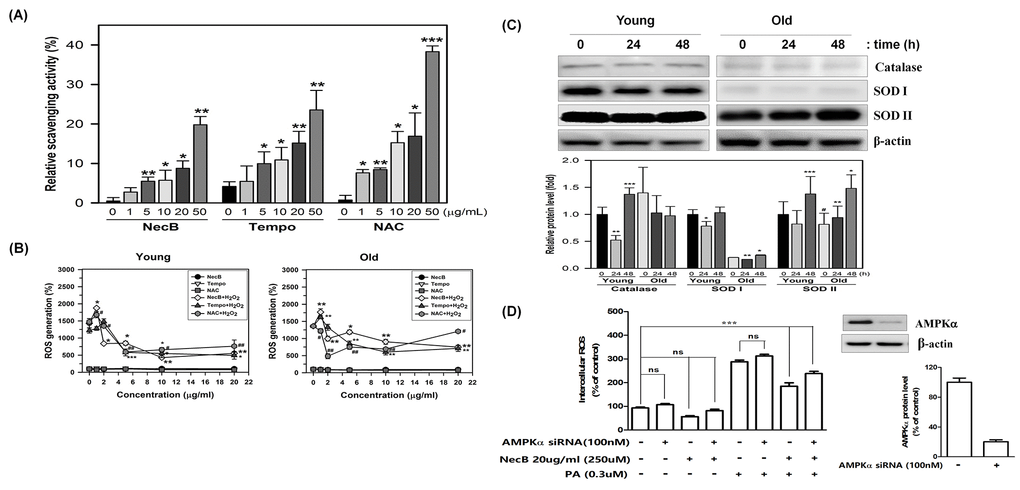 Radical scavenging activity and anti-oxidative effect of NecB. (A) Radical scavenging effects of various concentrations of NecB and two antioxidant controls, Tempo and NAC, were examined by incubation with DPPH reaction mixture, in which DPPH radical was induced by sonication. Percent scavenging activities of NecB were calculated and are plotted as the means ± standard deviations of at least three experiments. *PB) Young and old HDFs were pretreated with vehicle (PBS) or 100 μM H2O2 for 4 h and then treated with NecB, Tempo, or NAC for 24 h. The ROS level was measured by multiple plate reader after staining with DCF-DA. (C) Young and old HDFs were treated with NecB for 0, 24, or 48 h and the cellular levels of antioxidant enzymes (catalase, SOD I and SOD II) and β-actin were assessed by western blotting. The band density of the immunoblot was examined by densitometry and normalized to β-actin in each lane. The relative protein levels were calculated and plotted as the mean ± SEM. (D) Activation of the AMPK pathway reduced intracellular ROS levels A: AMPK was involved in the Nectandrin B-induced reduction in ROS levels. HDFs were transfected with AMPK siRNA and then treated with Nectandrin B in the absence or presence of palmitic acid for 24 h. The effectiveness of AMPKα knockdown was examined by anti-AMPKα antibody. ROS were detected by DPPH assay. Data represent the means ± SE (n = 3). **P 