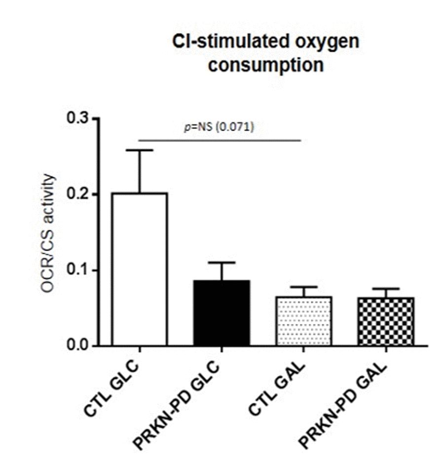 Complex I-stimulated oxygen consumption through pyruvate and malate oxidation measurementin control and PRKN-PD fibroblasts. No statistically significant differences were obtained between groups. In glucose, downward trends in CI-stimulated oxygen was shown in PRKN-PD compared to control fibroblasts. Exposure to galactose trended to reduce CI-stimulated oxygen consumption in control fibroblasts when compared to glucose, but not in PRKN-PD cells. The results are expressed as means and standard error of the mean (SEM). CTL= Control fibroblasts. GAL= 10 mM galactose medium. GLC= 25 mM glucose medium. NS= not significant. PRKN-PD= Parkin-associated PD fibroblasts. Oxygen consumption values were normalized by citrate synthase activity as a marker of mitochondrial content.