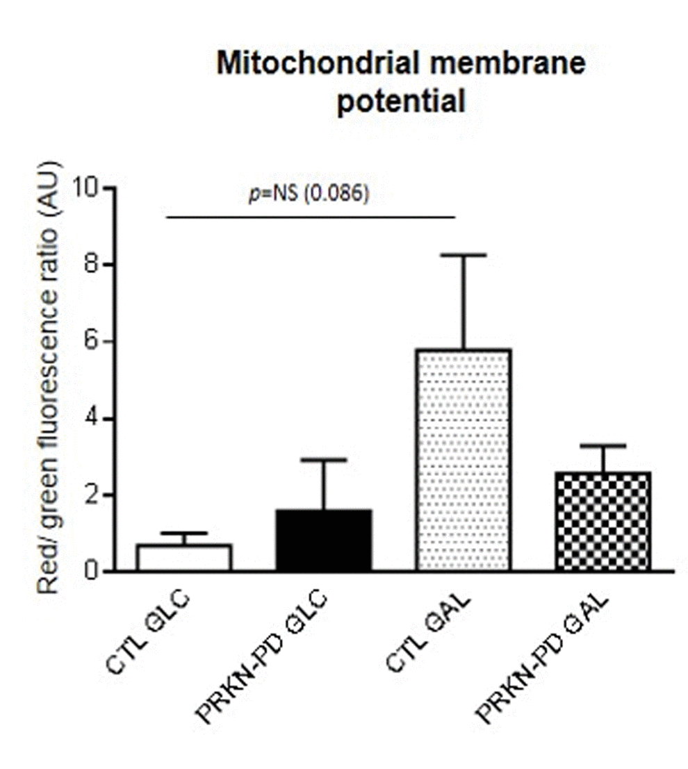 Mitochondrial membrane potential in control and PRKN-PD fibroblasts. Mitochondrial membrane potential is represented as the ratio of red vs. green fluorescence signals of JC-1 representing the cells with correctly polarized vs the cells with depolarized mitochondria. No significant differences in mitochondrial membrane potential were obtained between groups. Upon galactose exposure, control fibroblasts trended to enhance mitochondrial membrane potential as compared to glucose, while PRKN-PD fibroblasts remained unchanged. The results are expressed as means and standard error of the mean (SEM). AU= Arbitrary units. CTL= Control fibroblasts. GAL= 10 mM galactose medium. GLC= 25 mM glucose medium. JC-1: 5,5’,6,6’-tetrachloro-1,1’,3,3’-tetraethylbenzimidazol-carbocyanine iodide. NS= not significant. PRKN-PD= Parkin-associated PD fibroblasts.