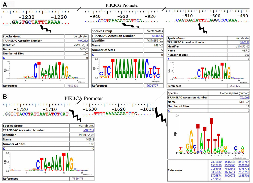 The potential MEF2 binding sites in the proximal promoter region of PIK3CA and PIK3CG predicted by LASAGNA-Search 2.0. (A) Sequence characteristics and the location of the potential binding sites of MEF2 in the proximal promoter region of PIK3CG; (B) Sequence characteristics and the location of the potential binding sites of MEF2 in the proximal promoter region of PIK3CA.