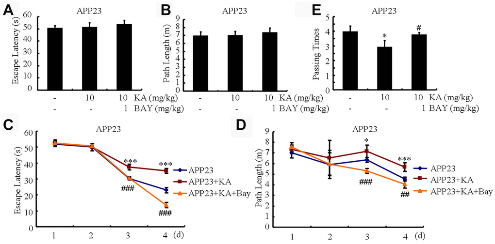 Bay11-7082 mitigates KA-induced memory deficits using the Morris water maze test. (A and B) During the first 2 days of visible platform tests, the KA and Bay11-7082 treated and control APP23 mice exhibited a similar latency to escape onto the visible platform. P>0.05 by Student’s t-test. (C and D) In the hidden platform tests, KA-treated APP23 mice showed a longer latency and length to escape onto the hidden platform on the third and fourth days, which was ameliorated by the addition of Bay11-7082 on the fourth day. *P***P##P###PE) In the probe trial on the seventh day, the KA-treated APP23 mice traveled into the third quadrant, where the hidden platform was previously placed, significantly fewer times than the controls, which were improved by the Bay11-7082 treatment. *P#P