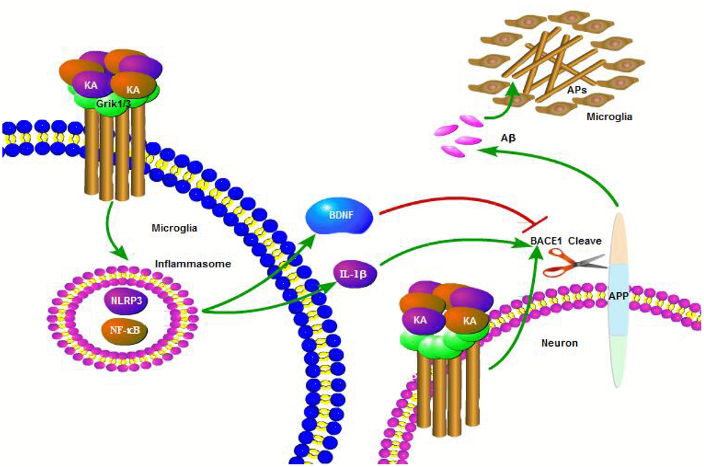 A functional model of KA-induced activity of inflammasome that exacerbates Aβ production, deposition, and memory deficits. KA treatment triggered the activation of inflammasome and caused the phosphorylation of NF-κB, leading to NLRP3 upregulation in microglia cells. Upregulated NLRP3 eventually resulted in the cleavage of APP by enhancing the expression of BACE1. Bay11-7082 inhibited the KA-induced IL-1β activation and Aβ production and deposition via alleviating the activity of inflammasome in neurons, which ultimately improved the cognitive decline of the APP23 mice.