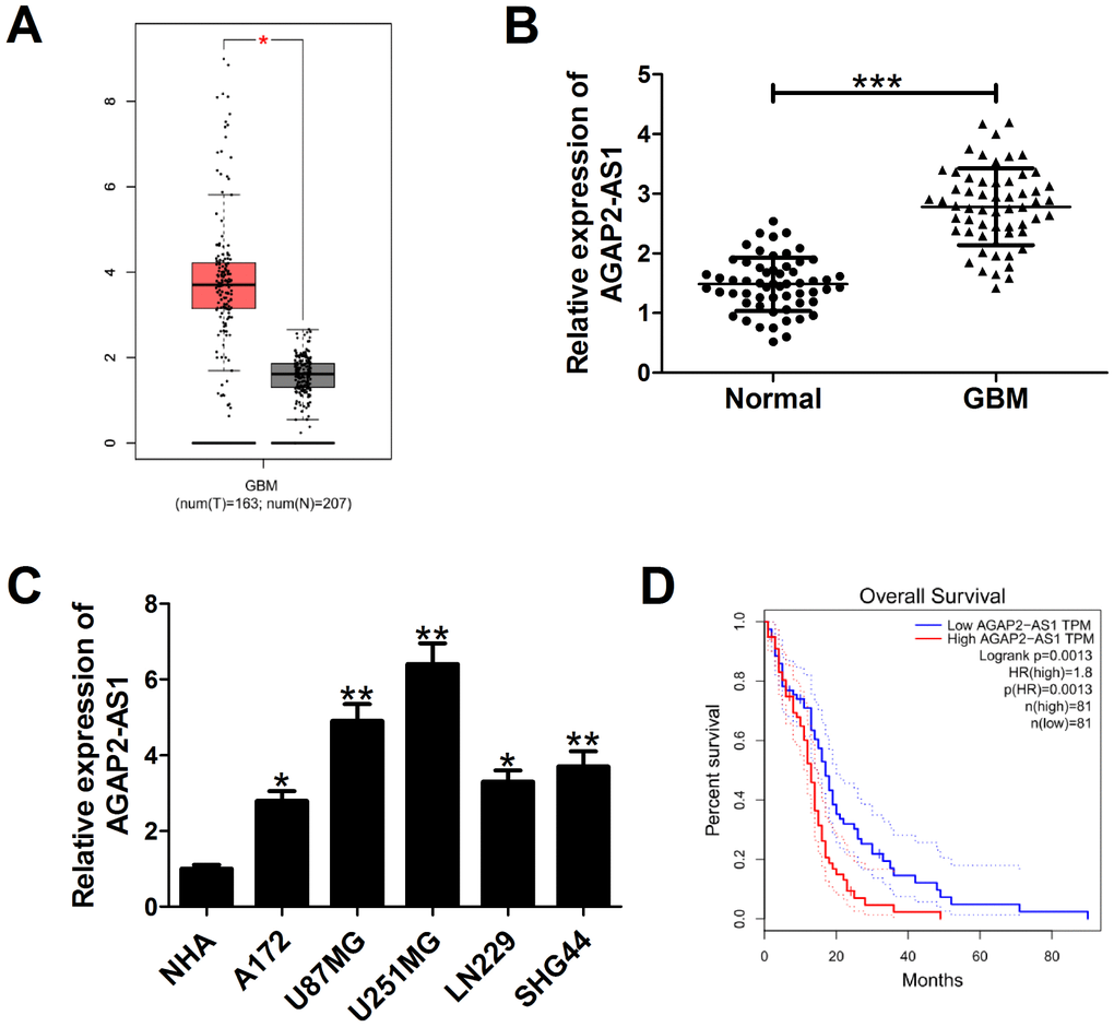 AGAP2-AS1 expression is overexpressed in GBM and correlated with poor prognosis of GBM patients. (A) AGAP2-AS1 expression in GBM tissues (n=163) and normal tissues (n=207) in from GEPIA database (http://gepia.cancer-pku.cn/detail.php?gene=&clicktag=boxplot). (B) qRT-PCR analysis of AGAP2-AS1 expression in tumor tissues and matched surrounding tissues from 58 patients with GBM. (C) qRT-PCR analysis of AGAP2-AS1 enrichment in five GBM cells (A172, U87/MG, U251/MG, LN229, SHG44) and normal human astrocytes (NHA). (D) Kaplan-Meier analysis of overall survival in GBM patients according to AGAP2-AS1 expression levels. *P **P ***P 