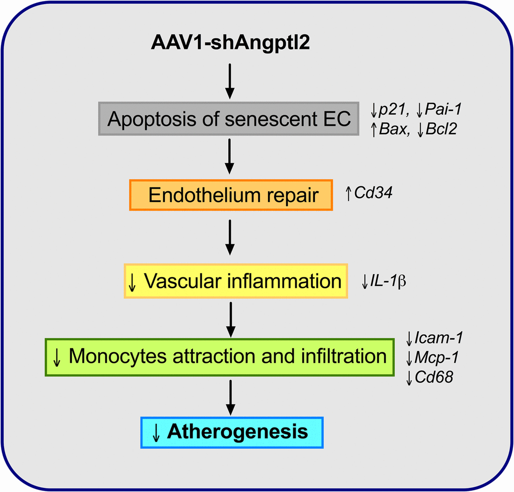 Schematic representation of the putative anti-atherogenic action of AAV1-shAngptl2. Elimination of angptl2+:p21+ senescent endothelial cells by apoptosis promotes endothelial repair. This leads to a reduced inflammatory profile, a lower immune cell adhesiveness and infiltration and therefore, a reduced atherogenicity.