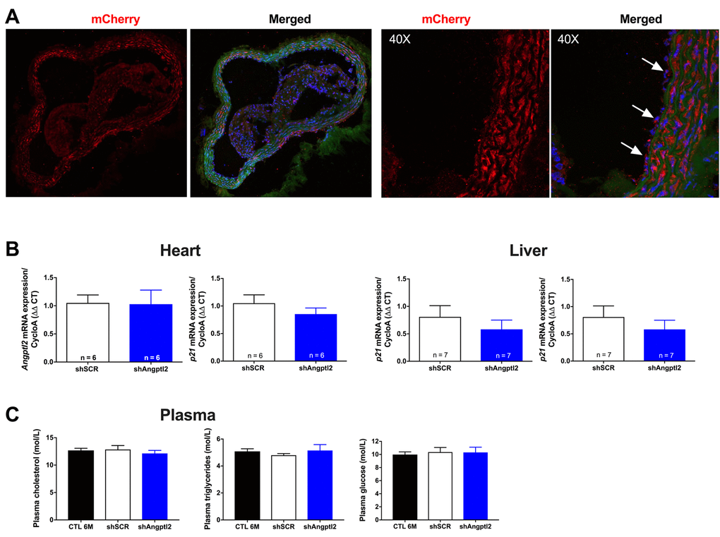 Distribution of the AAV1-mCherry in the aortic wall and specificity of the AAV1-shAngptl2. (A) Immunofluorescence of AAV1-mCherry in frozen aortic sections of ATX mice at 6 months of age, 3 months post-infection: mCherry signal distributed throughout the vascular wall is shown in red and basal lamina in green; nuclei are shown in blue. At a higher magnification (40X), arrows show mCherry signal in the endothelium. A negative control (absence of primary antibody against mCherry) was performed (data not shown). (B) Neither cardiac nor liver Angptl2 and p21 mRNA expressions were affected by the AAV1-shAngptl2 in ATX mice, 3 months post-infection. Average gene expression level in shSCR mice was arbitrarily set at 1. Data are mean±SEM of n ATX mice. C) Cholesterol, triglycerides and glucose levels of ATX mice were not altered by the AAV1-shAngptl2, 3 months post-infection. Data are mean±SEM of n=7 ATX mice.