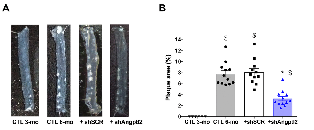 Down-regulation of vascular angptl2 is anti-atherogenic. (A) Representative images of longitudinally open thoracic aortas showing atherosclerotic plaque, and (B) Quantification of thoracic aorta atheroma plaque area in 3 mo control (CTL 3-mo, n=6), 6-mo control (CTL 6-mo, n=12), 6-mo AAV1-shScramble (+ shSCR, n=11) and 6-mo AAV1-shAngptl2 (+ shAngptl2, n=12) ATX mice revealing white atheroma plaques at 6-mo. Data are mean±SEM. *: pvs. CTL 6-mo and shSCR; $: pvs. CTL 3-mo.