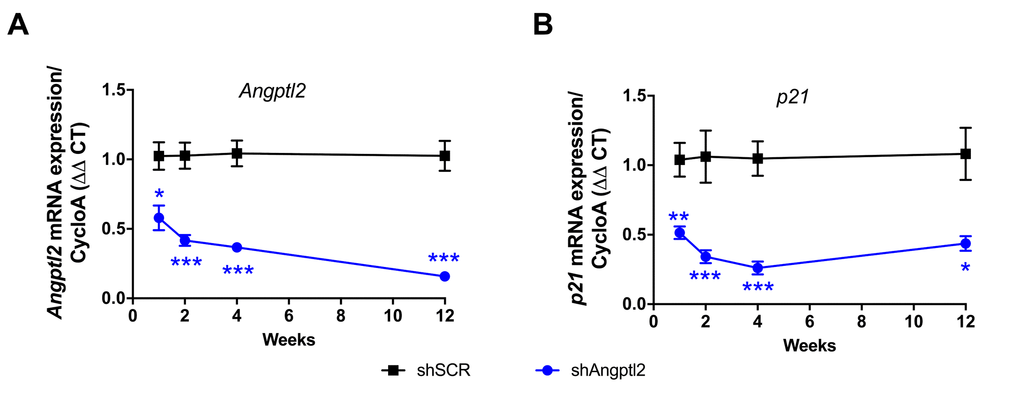 Time-dependent decrease of senescent-associated Angptl2 and p21 mRNA expressions inthe native endothelium of the aorta post-AAV1-shAngptl2 injection. Decrease of Angptl2 (A) and p21 (B) mRNA expression post-injections (1-week, n=5-6; 2-week, n=5-7; 4-week, n=4-7; 3-month, n=6-4) in the native endothelium freshly harvested from thoracic aortas of ATX mice treated with AAV1-shSCR or AAV1-shAngptl2. Average gene expression level in shSCR group was arbitrarily set at 1. Data are mean±SEM. *: pvs. shSCR group, at each time point.