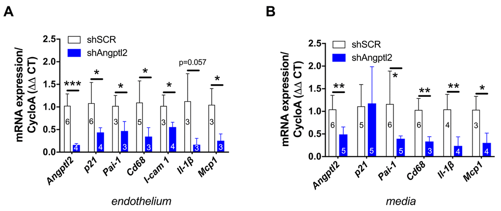 Down-regulation of vascular angptl2 is senolytic and anti-atherogenic. (A) Decrease of mRNA expression of the indicated genes in the native aortic endothelium isolated from AAV1-shAngptl2-treated ATX mice, 3 months post-infection. Data are mean±SEM of n mice. *: pvs. shSCR group. (B) Decrease of mRNA expression (except for p21) in the de-endothelialized aortic wall (media) isolated from AAV1-shAngptl2-treated ATX mice, 3 months post-infection. Data are mean±SEM. *: pvs. shSCR group.