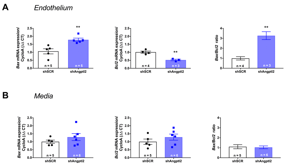 Down-regulation of vascular angptl2 is senolytic by promoting apopotosis. (A) Induction of Angptl2+ senescent endothelial cells apoptosis 1-week post-injection of AAV1-shAngptl2 in aortas of ATX mice: Bax mRNA expression increased (left, p=0.005) while Bcl2 mRNA expression decreased (middle, p=0.003), increasing Bax/Bcl2 ratio (right). (B) Absence of apoptosis in cells from the media 1-week post-injection of AAV1-shAngptl2 in aortas of ATX mice. Data are mean±SEM of n ATX mice.