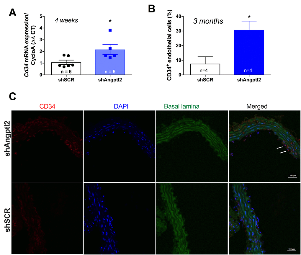 Down-regulation of vascular angptl2 is anti-atherogenic and promotes endothelial repair. (A) Increased expression of the progenitor marker Cd34 mRNA in the native aortic endothelium 4-week post-injection of shAngptl2 ATX mice. Data are mean±SEM. * : pvs. shSCR group. The average gene expression levels in the shSCR group were arbitrarily set at 1. (B) Higher CD34 staining in the endothelium of 6-month old ATX mice 3 months post-injection of the AAV1-shAngptl2 compared to ATX mice injected with the scramble shRNA (shSCR). Data are mean±SEM. *: pvs. shSCR. C) Representative images of CD34 immunostaining are shown.