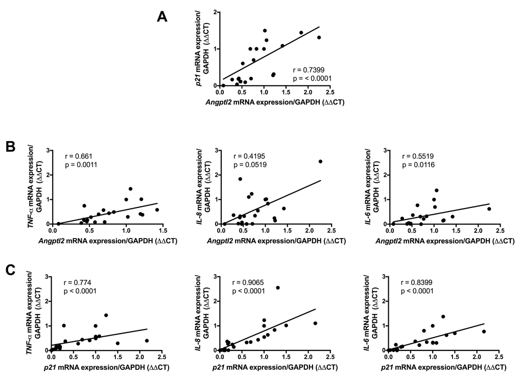 Association of vascular ANGPTL2, senescence and inflammation in IMA from atherosclerotic patients undergoing coronary artery by-pass surgery. Linear correlations between (A) ANGPTL2 and p21 mRNA expression, (B) ANGPTL2 and TNF-α,IL-8 and IL-6 mRNA expression and (C) p21 and TNF-α,IL-8 and IL-6 mRNA expression in IMA segments (n=26). Non-parametric Spearman correlation test was applied. Patient’s characteristics are described in Table S2.