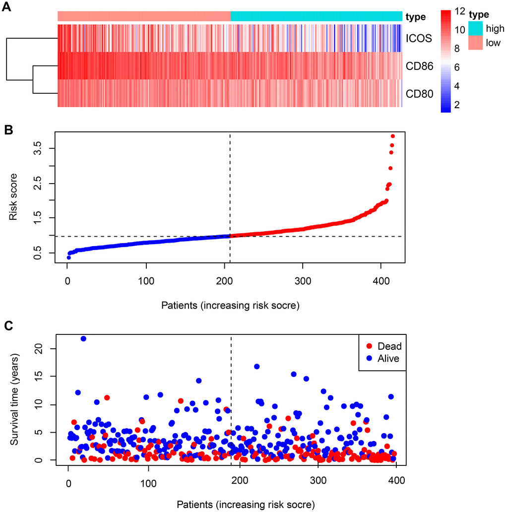 Expression of B7-CD28 family genes and risk score distribution in GSE10846 patients. (A) Expression distribution of B7-CD28 family genes. (B) Gene expression scores for all GSE10846 patients plotted in ascending order of risk score. (C) Follow-up and survival of each patient.