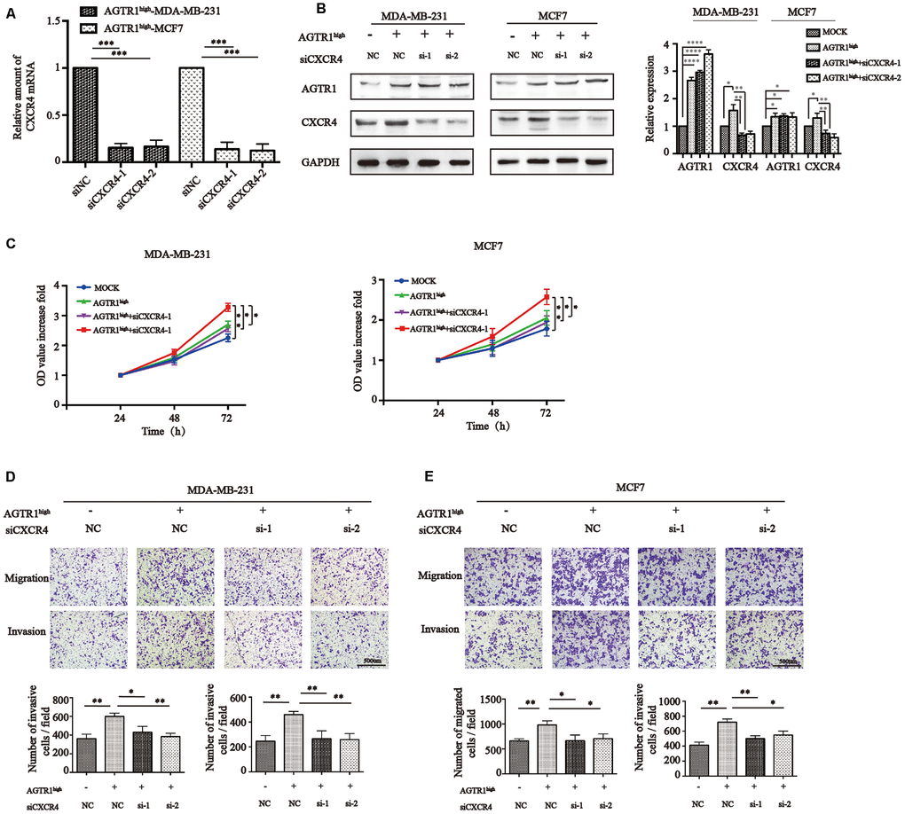 AGTR1 increases proliferation, migration and invasion through CXCR4. (A) RT-PCR and (B) Western blot analysis of CXCR4 knockdown in AGTR1high cells. Representative pictures of Western blot of AGTR1 and CXCR4 expression and protein band intensities are shown. * P0.05, ** P0.01, *** PPC) Effect of AGTR1 overexpression and siCXCR4 on AGTR1high cell proliferation using CCK8. * P0.05, ** P0.01. (D) Effect of AGTR1 overexpression and siCXCR4 on cell migration and invasion. The total numbers of migrating and invading cells in the fields were counted and are shown in the bottom panel. * PP0.01.